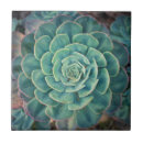 Suche nach kaktus blumen fliesen Pflanze