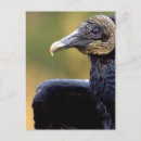 Recherche de vautour cartes postales Noir