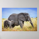 Suche nach afrikanische elefanten poster Afrikanischer elefant