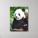 Suche nach pandas leinwandbilder Fotos wild lebender tiere