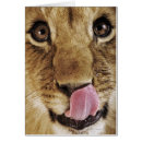 Suche nach panthera Katze