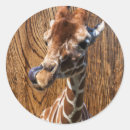 Recherche de girafe drôle autocollants Zoo