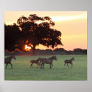 Recherche de poulain jument posters Poney