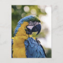 Recherche de perroquets cartes postales Photographie