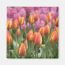 Suche nach keukenhof magnete Blüte
