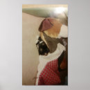 Suche nach nichts sich zu verstecken poster Katze