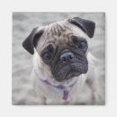 Suche nach pug magnete Hund