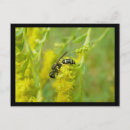 Recherche de guêpe cartes postales Abeille