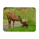 Recherche de faons magnets Cerfs communs