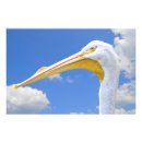 Recherche de oiseau américain posters Pélican blanc américain
