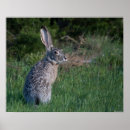 Suche nach alle ohren poster Kaninchen