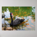 Suche nach schwarzer schwan poster Teich
