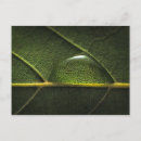Suche nach fotosynthese poster Natur