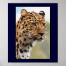 Recherche de gros chat posters Léopard