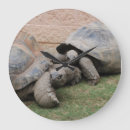 Recherche de géante horloges Tortues