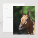 Suche nach akhal teke postkarten Tier