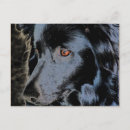 Suche nach schwarze hunde postkarten Tier