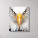 Recherche de aigle chauve art Motif