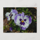 Suche nach lila stiefmütterchen postkarten Blume