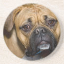 Suche nach boxerhund untersetzer Haustier