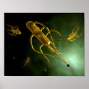 Recherche de imagerie médicale posters Illustrations biomédicales