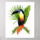 Recherche de toucan posters Jungle