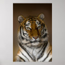 Suche nach tigeraugen poster Katze