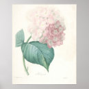 Suche nach rosa hydrangea poster Hübsch
