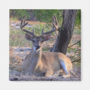 Recherche de whitetail magnets Animal