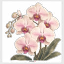 Recherche de orchiid autocollants Orchidée