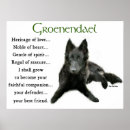 Recherche de chien de berger belge posters Groenendael