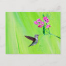 Recherche de petit pois cartes postales Pour elle