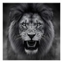 Recherche de lion blanc posters Mur