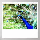 Recherche de peinture paon posters Bleu