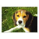 Suche nach niedlicher beagle poster Niedliche hunde