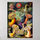 Suche nach actiniae poster Seeanemone