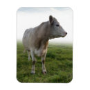 Recherche de vaches magnets Ferme