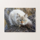 Suche nach sibirische katzen puzzle Tier