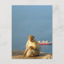 Suche nach ape postkarten Tier