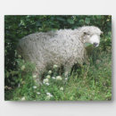 Suche nach schäfer fotoplatten Niedlich