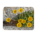 Recherche de alpin magnets Botanique