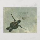 Recherche de se baignant cartes postales Plage