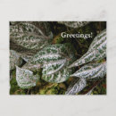 Recherche de poivre cartes postales Blanc