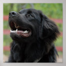 Recherche de chien de terre neuve posters Chiot