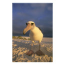 Suche nach albatros poster Insel