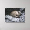 Suche nach schlafen leinwandbilder Tiere