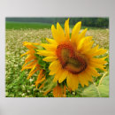 Recherche de sunflower art Country