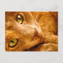 Suche nach katzen mit grünen augen poster postkarten Kitty