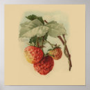 Suche nach vintage erdbeeren poster Obst