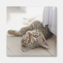 Recherche de personnes de chat magnets Animaux de bébé